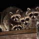 Image for article titled Raccoon Family Tired Of Taking Care Of Rabid Father